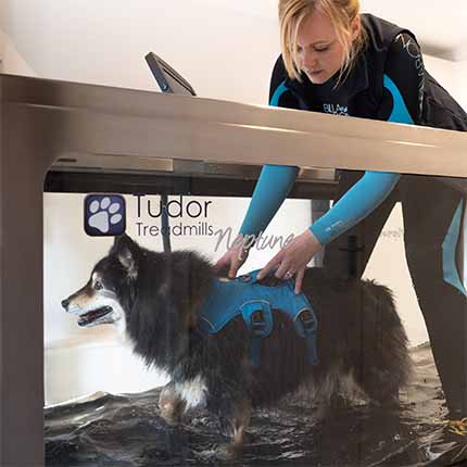 what is hydrotherapy in dogs oak barn wellness for pets in guildford