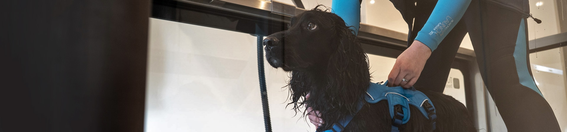 Hydrotherapy for your dog | Hydrotherapy for your pet